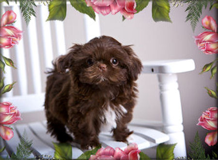 Chance Chinese Imperial Shih Tzu Studs